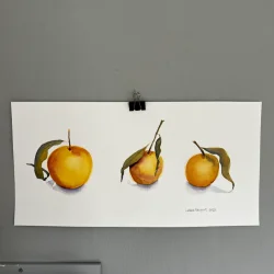 Akvarel - 3 citrusfrugt - 25x50cm