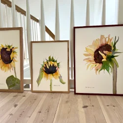 Akvarel - R�dlig solsikke - 40x50cm inkl ramme