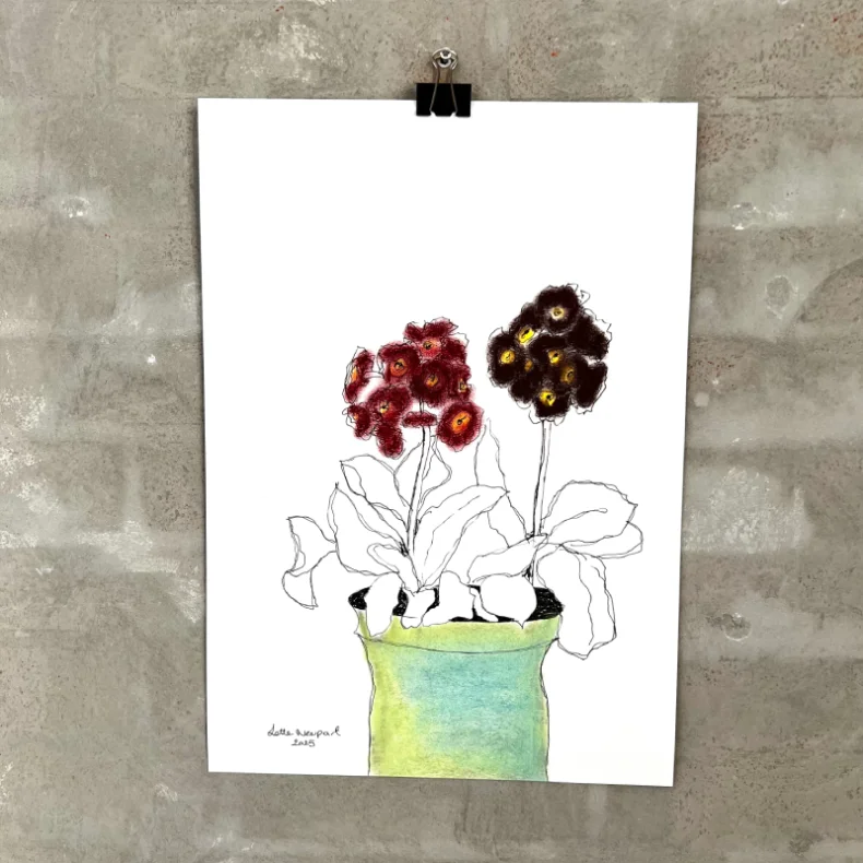 Tegning - Aurikler - A3