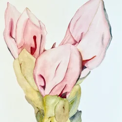Akvarel - Blomsterknop 30x40cm inkl egetr�ramme