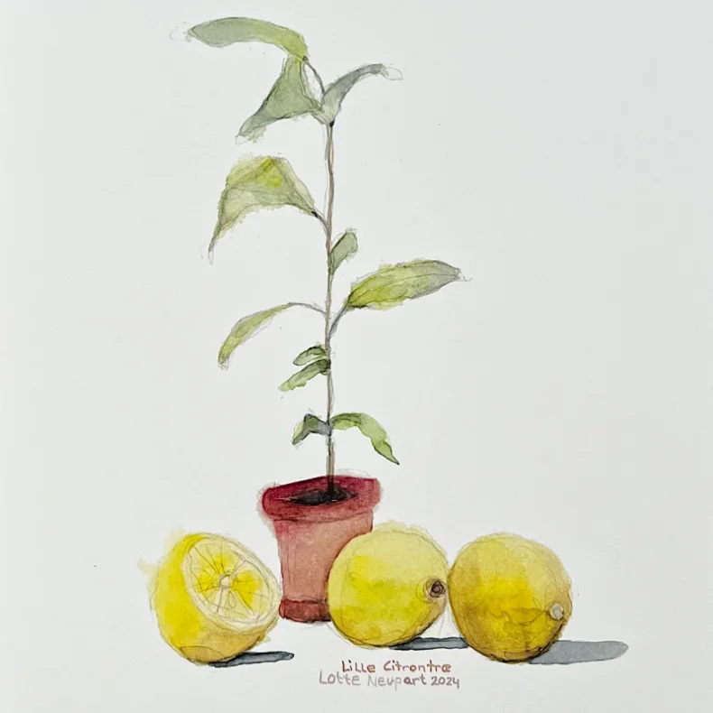 A4 plakat - Lille citrontr�