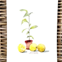 A4 plakat - Lille citrontr�