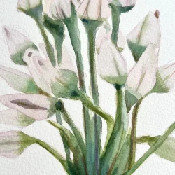 Original akvarel - Blomsterstand - indrammet 36x26cm