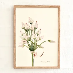 Original akvarel - Blomsterstand - indrammet 36x26cm
