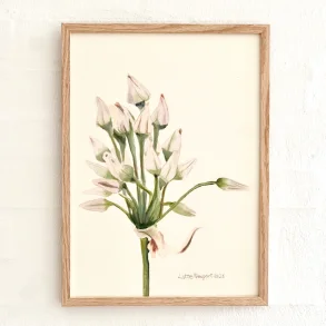 Original akvarel - Blomsterstand - indrammet 36x26cm