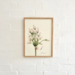 Original akvarel - Blomsterstand - indrammet 36x26cm