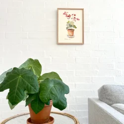 Original akvarel - Pelargonie i potte - 26x16cm  inkl egetr�ramme med museumsglas