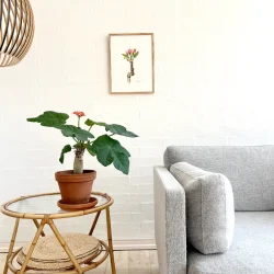 Akvarel - �bleblomst - 30x40cm