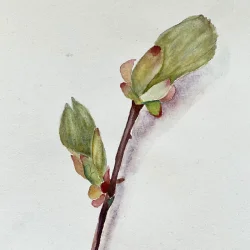 Akvarel - Kastanie i april - ca  A4