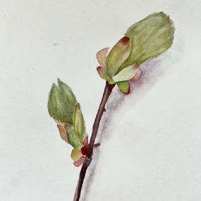 Akvarel - Kastanie i april - ca  A4