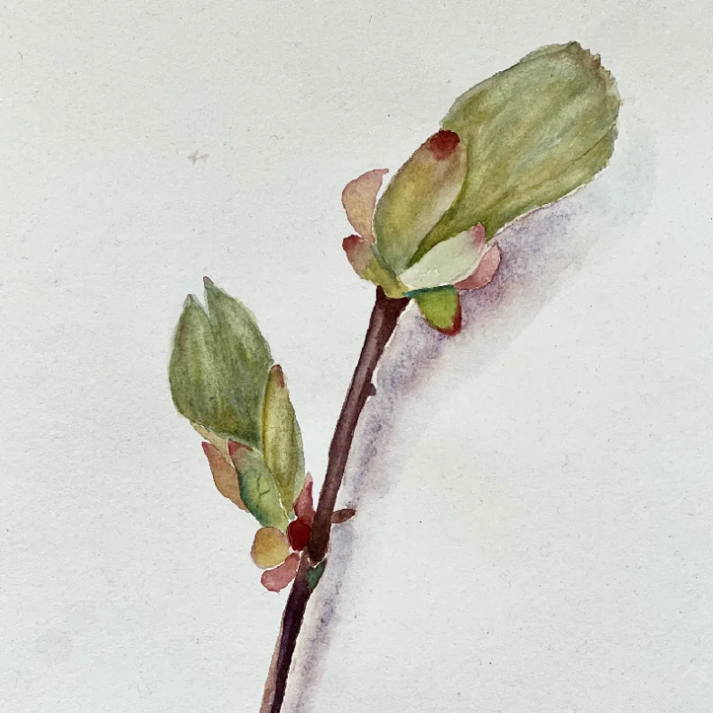 Akvarel - Kastanie i april - ca  A4