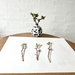 Akvarel - Kirseb�rgrene i april - 40x50cm