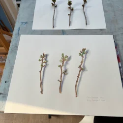 Akvarel - Kirseb�rgrene i april - 40x50cm