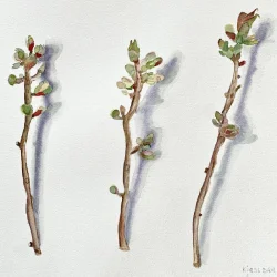 Akvarel - Kirseb�rgrene i april - 40x50cm