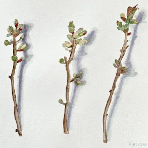 Akvarel - Kirseb�rgrene i april - 40x50cm