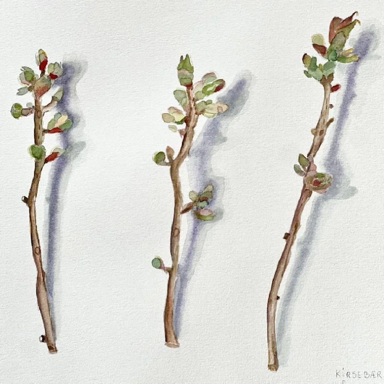 Akvarel - Kirseb�rgrene i april - 40x50cm