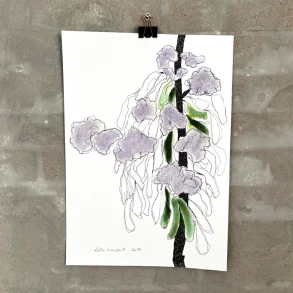 Tegning /soft pastel - Levkjer - A3