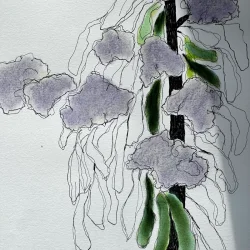 Tegning /soft pastel - Levkjer - A3