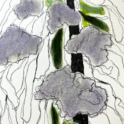 Tegning /soft pastel - Levkjer - A3