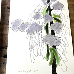 Tegning /soft pastel - Levkjer - A3