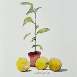 A4 plakat - Lille citrontr�