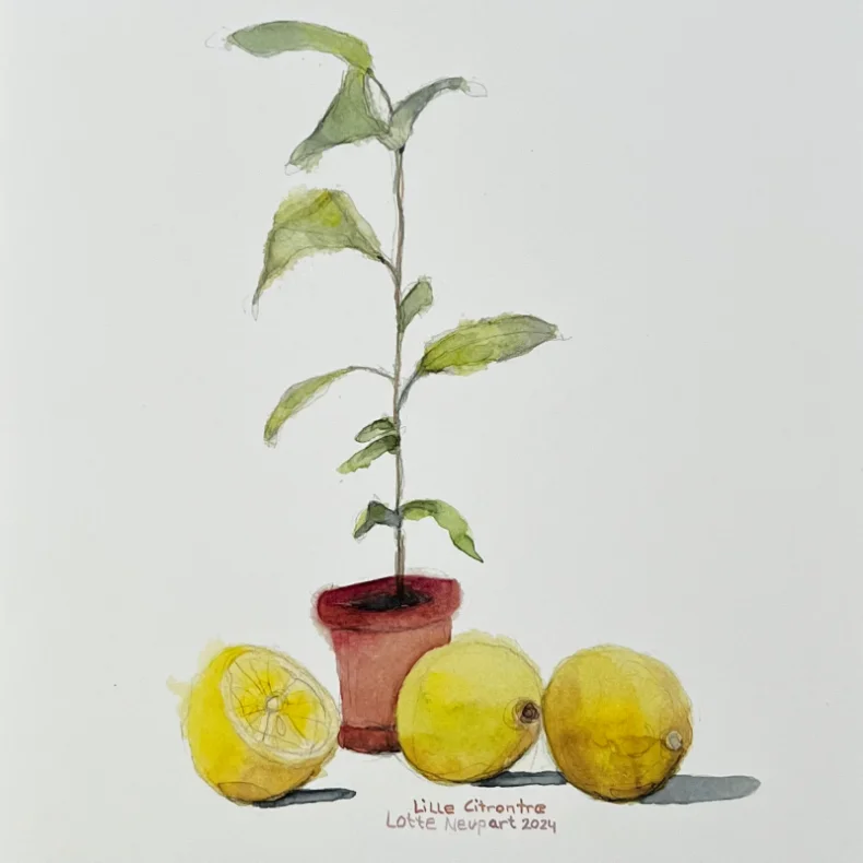 A4 plakat - Lille citrontr�