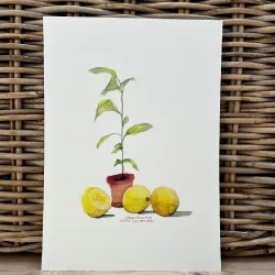 A4 plakat - Lille citrontr�