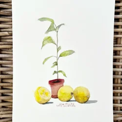 Kunstprint - Lille citrontr� - A3