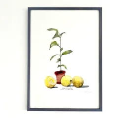Kunstprint - Lille citrontr� - A3