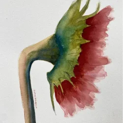 Akvarel - Sunflower - A3 inkl ramme