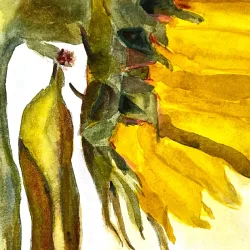 Akvarel - Solo solsikke - 26x52cm inkl ramme