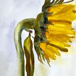 Akvarel - Solo solsikke - 26x52cm inkl ramme