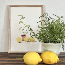 A4 kort - Lille citrontr