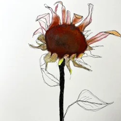 Tegning - Rd solsikke - A3