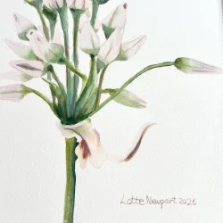 Original akvarel - Blomsterstand - indrammet 36x26cm