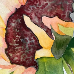 Akvarel - R�dlig solsikke - 40x50cm inkl ramme