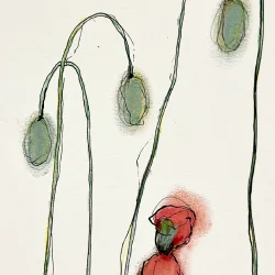 Mixed media - Valmuer - A3