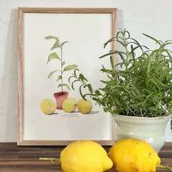 A4 plakat - Lille citrontr�