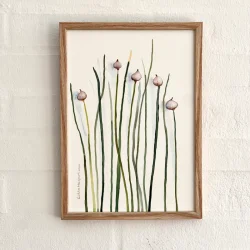 Original akvarel - Purl�g - A4 - inkl massiv egetr�ramme med artglas