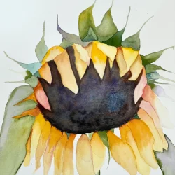 Akvarel - Solsikke - gul - 30x40cm 